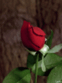 /album/galeria-de-fotos/flores36-gif/